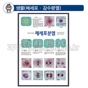 과학화보(칼라포스터액자)-체세포분열(판넬)