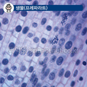 체세포분열(식물) 미국산 영구프레파라트