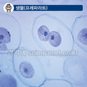 체세포분열(동물)미국산 영구프레파라트