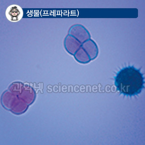 화분(꽃가루) 영구프레파라트