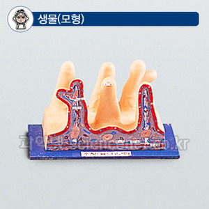 작은창자구조모형