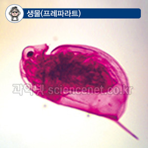 물벼룩 (영구프레파라트)