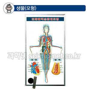 말하는인체혈액순환실험기