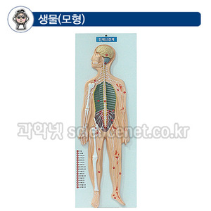 인체신경계모형(뇌척수신경계모형)