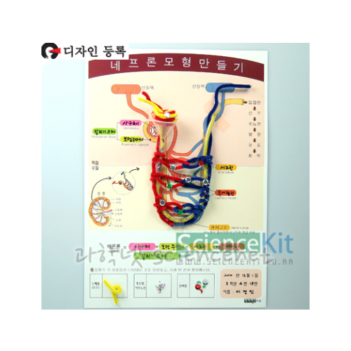 네프론모형만들기(4인용)