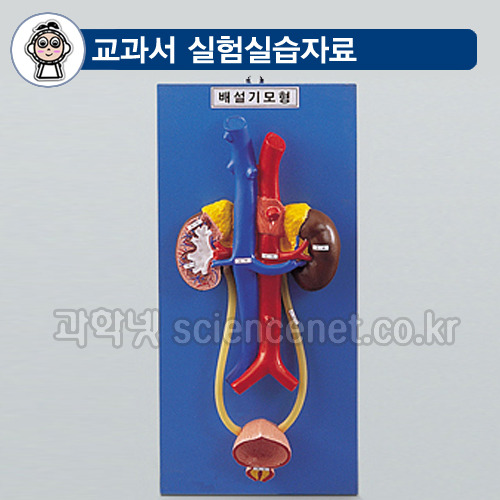 배설계구조/배설기관모형