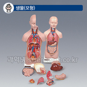 인체반신소형A형