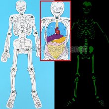 SA야광인체골격과장기모형(5인)