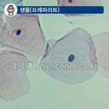 구강상피 (영구프레파라트)   /입안상피세포영구표본 미국산