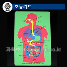 인체해부퍼즐(EVA)