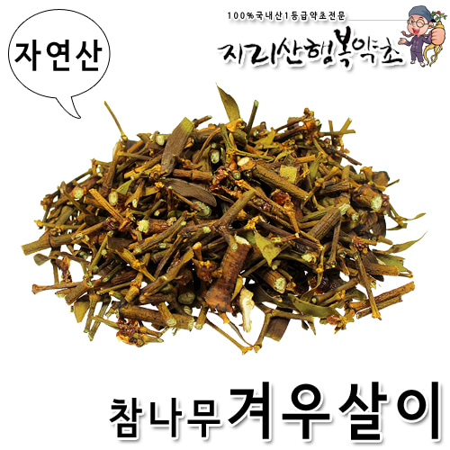 자연산 참나무 겨우살이/곡기생 500g