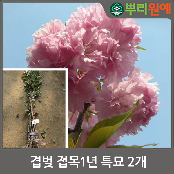 뿌리원예