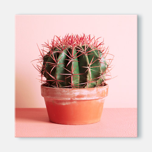 인테리어디자인액자소품벽면 벽걸이 식물 가시 화분 분홍 보테니컬 초록 ggcu507-핑크선인장 소형노프레임