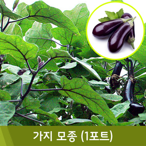 [4월]가지모종(1포트)