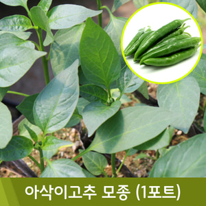 [4월]아삭이고추모종(1포트)