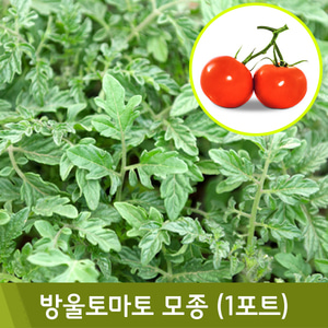 [4월]방울토마토모종(1포트)