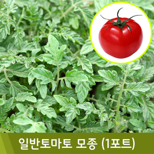 [4월]토마토모종(1포트)