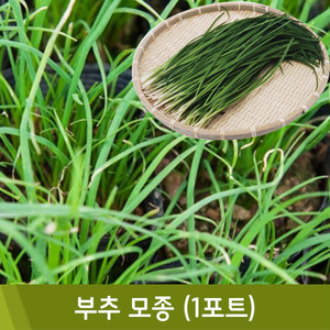 [4월]부추모종(1포트)