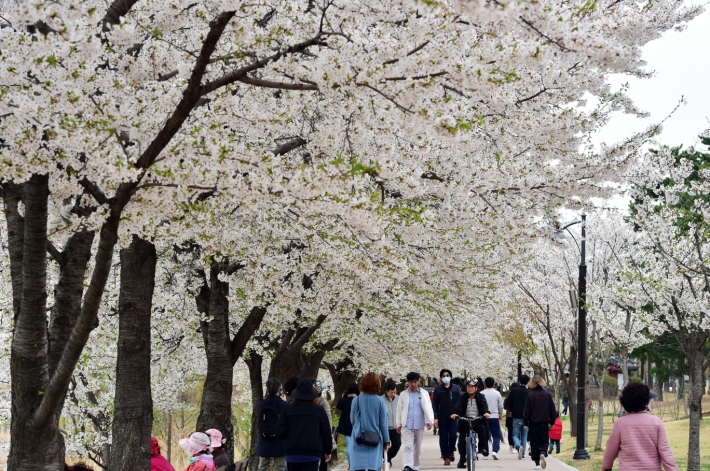 벚꽃이 만개한 만석공원 둘레길