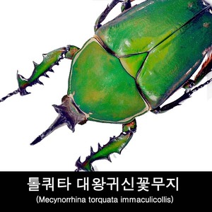 꽃무지표본/곤충표본/건조표본/톨쿼타 대왕귀신꽃무지/Mecynorrhina torquata immaculicollis