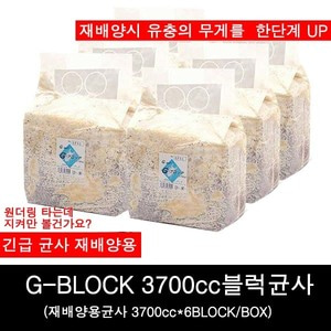 바부르마트,숲속의작은친구들,곤충,사슴벌레,유충,G block,지블럭,3700cc,균사,먹이