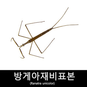 수서곤충표본/방게아재비표본/Ranatra unicolor