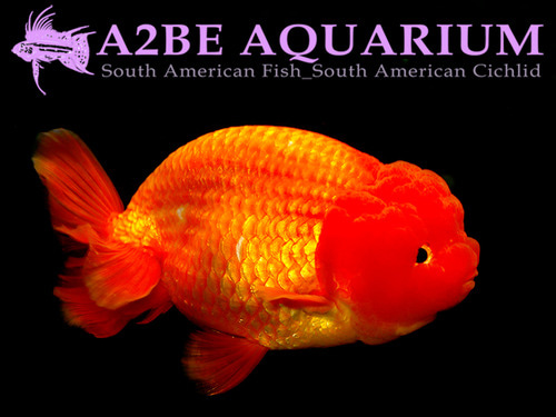 Mr. WU A GRADE] A급 라이언헤드 비비드 오렌지 난주 수컷 / A GRADE LION HEAD VIVID ORANGE RANCHU MALE / [ 0922_MW_A ] (14cm전후)