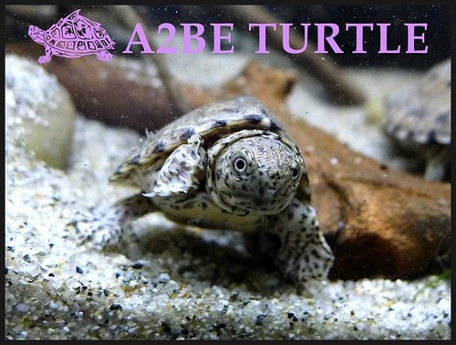 레이저백 머스크 터틀 / Razor Back Musk TURTLE