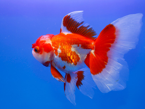 레드친 홍백 오란다 / RED CHIN RED WHITE ORANDA / [ 0710_C ]