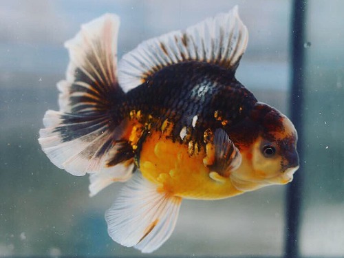 Mr.Paiy / Unique pattern Calico Rose tail oranda / 유니크 패턴 칼리코 로즈테일 오란다 / ( PAIY0416_3 ) 16-17cm