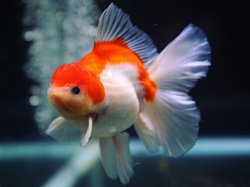 Mr.Paiy / Red back SAKURA Rose tail oranda / 레드 백 사쿠라 로즈테일 오란다 / ( PAIY0429_2 ) 15-16cm 수컷