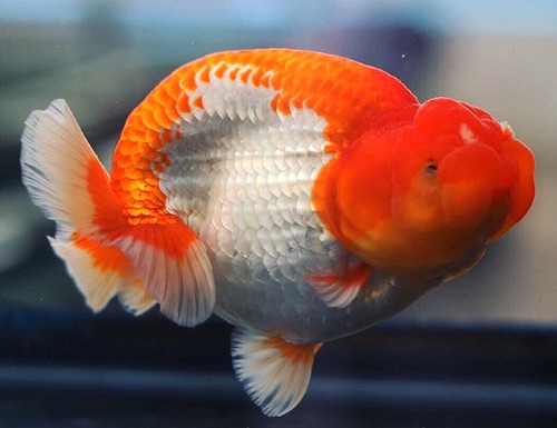 Mr S / AAA grade Hybrid Ranchu / 하이브리드 난주 / [ SAAA0520_6 ] 12-12.5cm