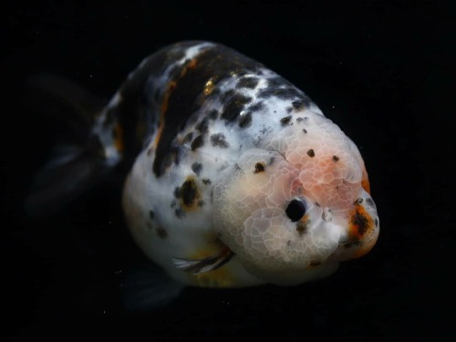 점보 칼리코 달마시안 난주 Calico Ranchu 🏅🏅🏅  | 13cm전후 | J0209_5 | 암컷추정