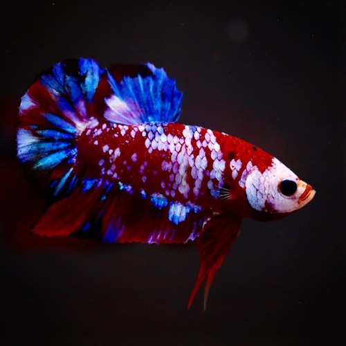 HMPK GALAXY KOI / Color : white &amp; blue &amp; red / Size : 5cm 전후 / Code : [ HMPK0720_h10 ]