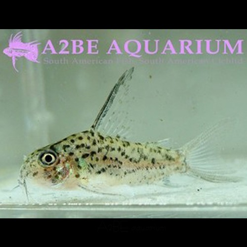 코리도라스 로레토엔시스 / Corydoras loretoensis wild /1마리 준성어급