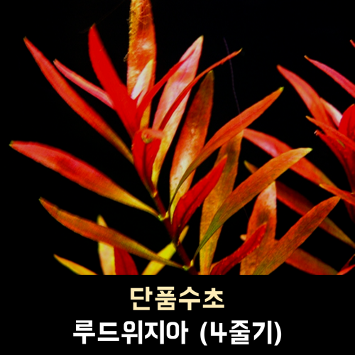 루드위지아 / 4줄기 1세트 / (10,000원이상부터 주문가능, 다른득템수초 교차하여 주문시 총금액 환산)