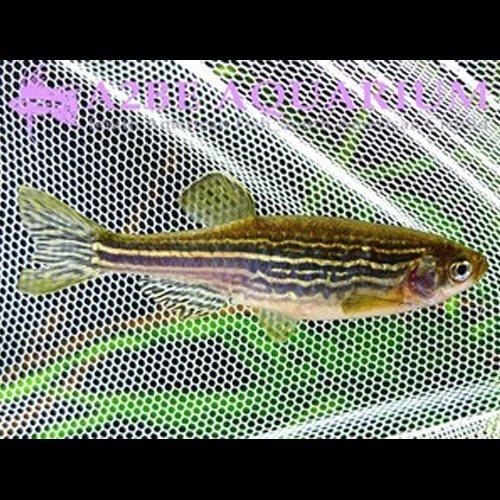 제브라 다니오 / Zebra Danio (10마리 1세트)