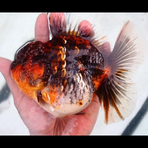 KAZ 의 best one pick 👑👑👑👑👑 / WINE &amp; BLUE KIRIN  ROSE TAIL ORANDA  / 베스트 원 픽 only one / 와인 &amp; 블루키린 로즈테일 오란다 / size : 14-16 cm  / 암컷추정