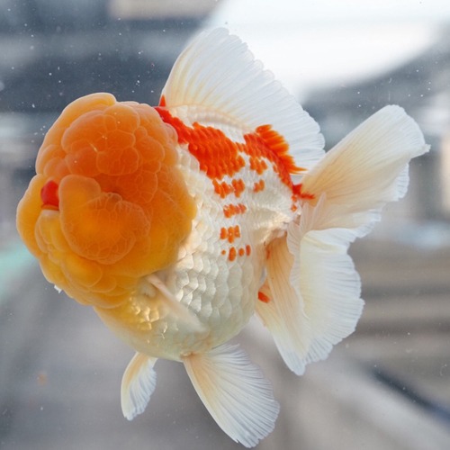 루돌프 로즈 / Edition SR_5 / SUPER ROSE TAIL ORANDA / 슈퍼로즈 카즈의 limited edition  / 13cm 전후 / 암컷추정