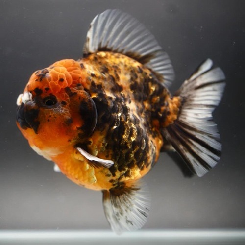 칼리코 원반 단미 오란다 / Disctype calico shortail oranda / Size : 11-13cm 내외 / 암컷추정 / 1215_h07