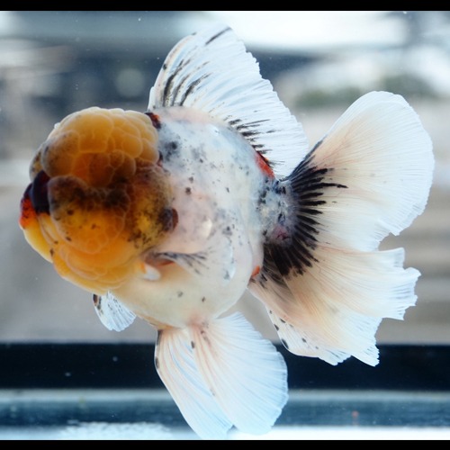 점보 스타일 베스트 / PJLEE SELECTION  /SUPER BIG HEAD  GALAXY ROSE TAIL ORANDA  / 슈퍼 빅헤드 갤럭시 로즈테일 오란다 / 17cm 전후 / 암컷추정/