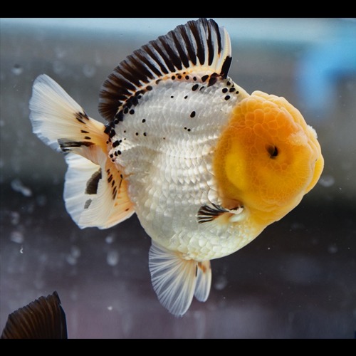 The best 인형 슈퍼 판다 오란다 / SUPER PANDA ORANDA / size : 11 cm 내외 / 수컷추정 / SP_0124_20 / 240128