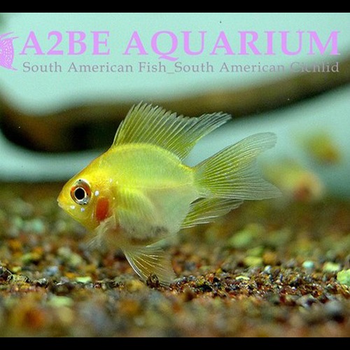 볼터치 골든 벌룬 라미레지 롱핀/ Ramirezi var.&quot;Golden Baloon longfin&quot;