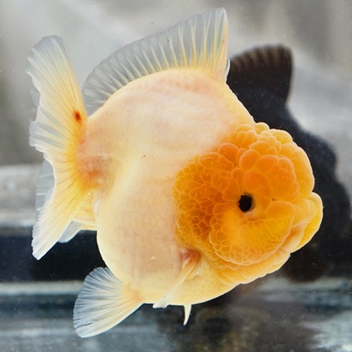 댕댕이 특별 샐랙션 물강아지 오란다 “밀크 화이트” / WATER DOG CUTE ORANDA / size : 11 cm 내외 / 암컷추정 / SM0125_8 / 240126