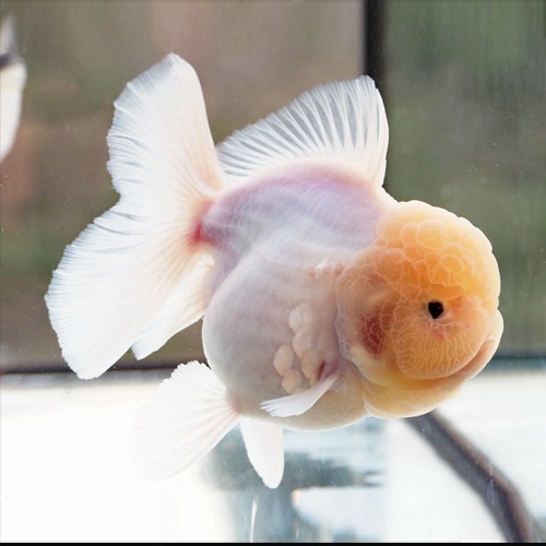 화이트엔젤 오키드테일 오란다 / WHITE ANGEL  ORCHID TAIL ORANDA / size : 14 cm 내외 / 암컷추정 / 240408