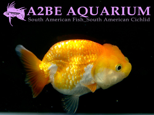 오렌지 화이트 난주 / Orange &amp; White Ranchu [ 0530_GGS ] (8~10cm)