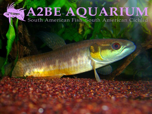 Erythrinus sp. MADRE DE DIOS (Erythrinus sp)