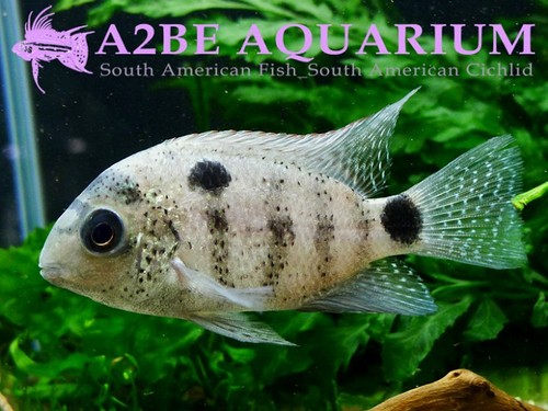 비에자 아르헨테우스 / (White cichlid) Paraneetroplus argenteus (8-9cm) 