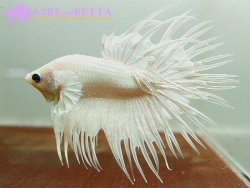 크라운 스페샬 / Betta Crown tail Special &quot;Platinum White&quot; (CSPW1004A) 