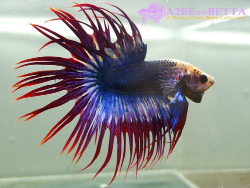 크라운 스페샬 / Betta Crown tail Special &quot;Platinum Blue Red&quot; (CS1006G) 